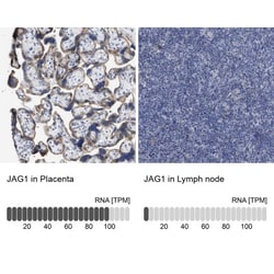 Jagged 1 Antibody, Novus Biologicals:Antibodies:Primary Antibodies